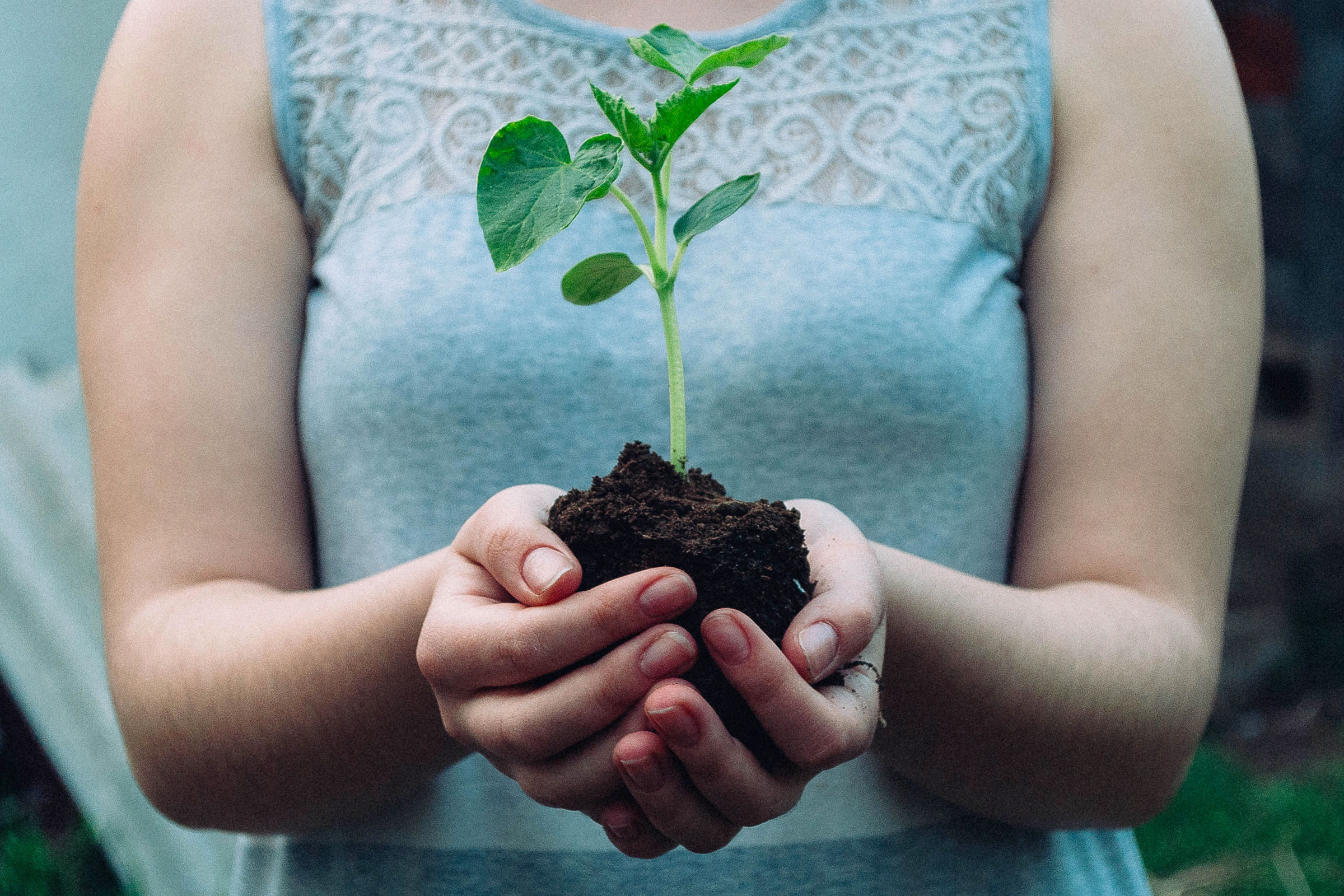 hands and small tree